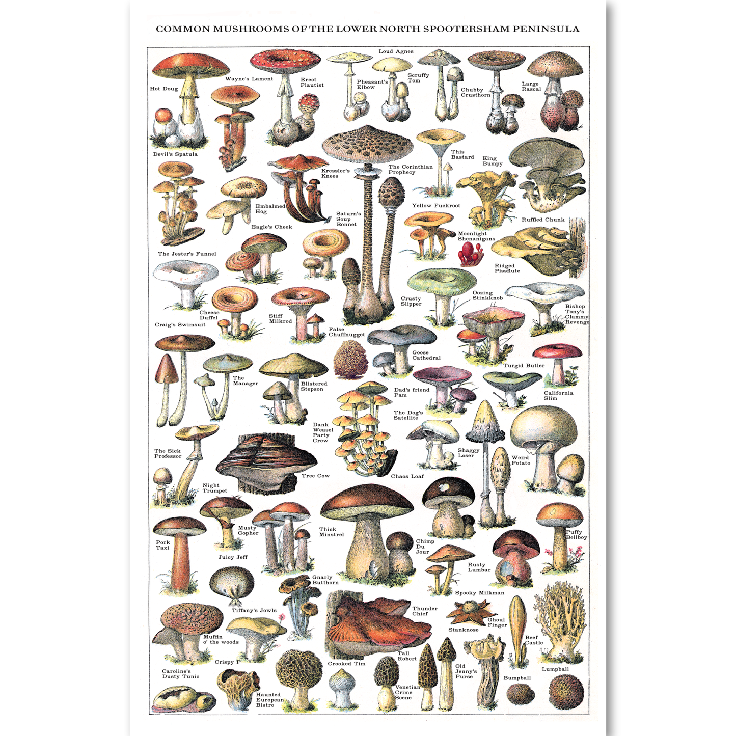 "Common Mushrooms" Poster